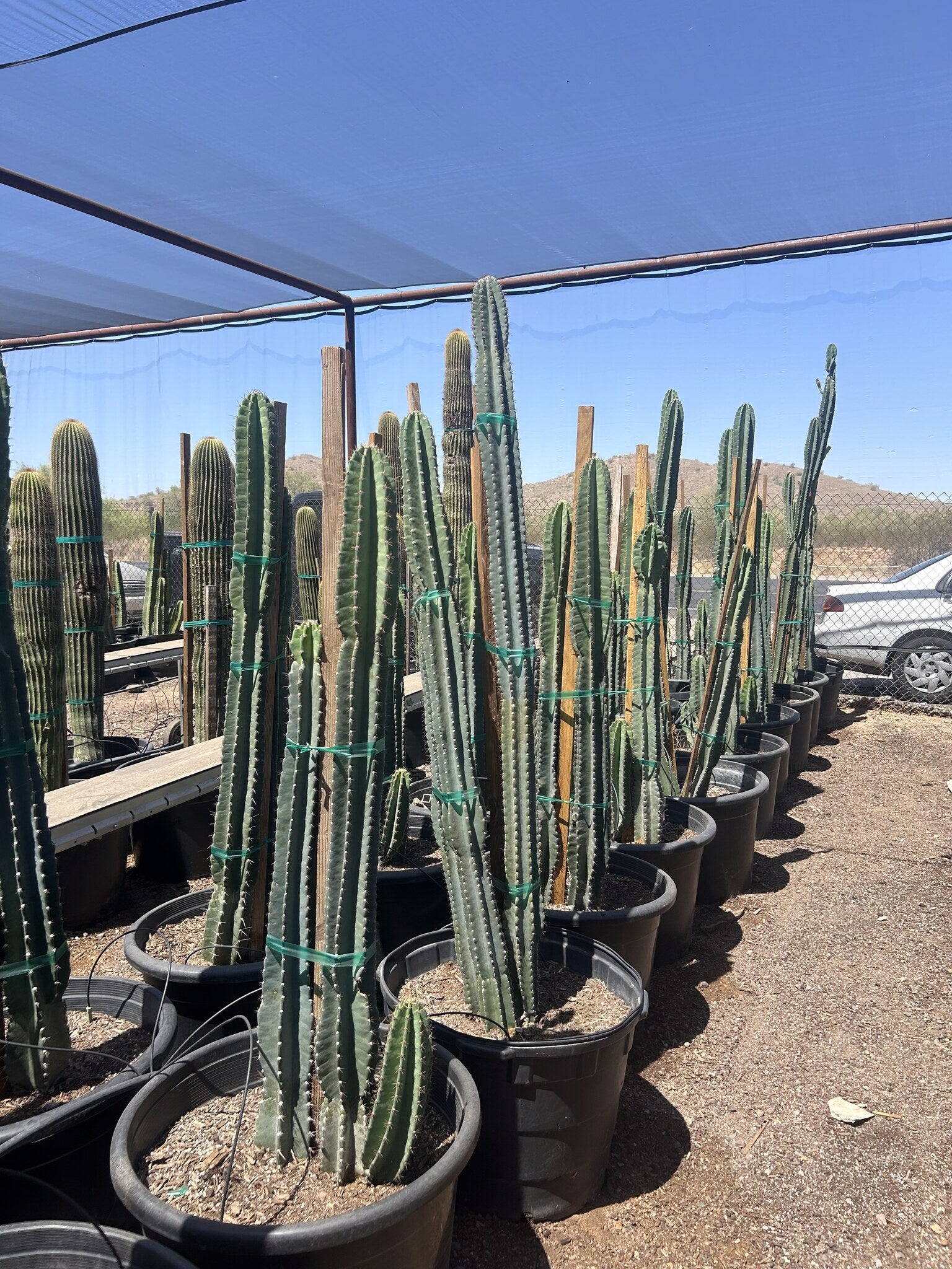 Night-blooming Cereus - 24"/25 Gallon