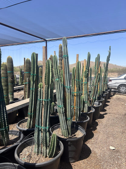 Night-blooming Cereus - 24"/25 Gallon