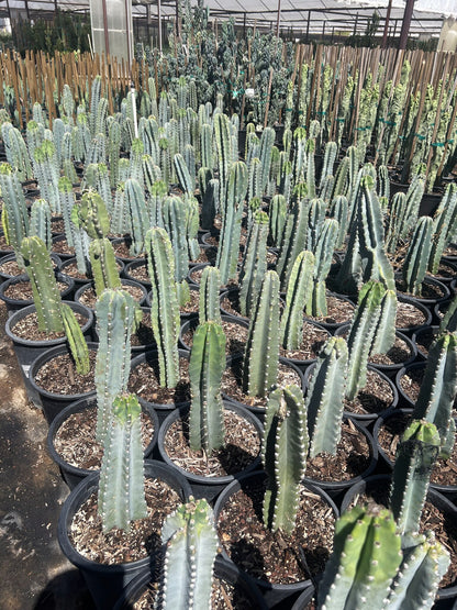 Night-blooming Cereus