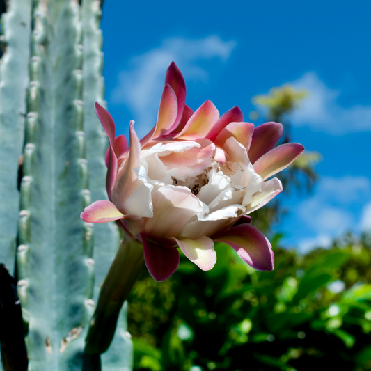 Night-blooming Cereus