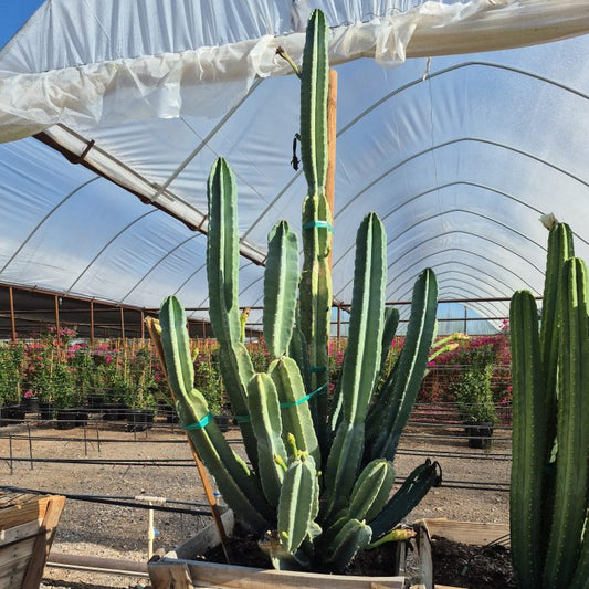 Night-blooming Cereus
