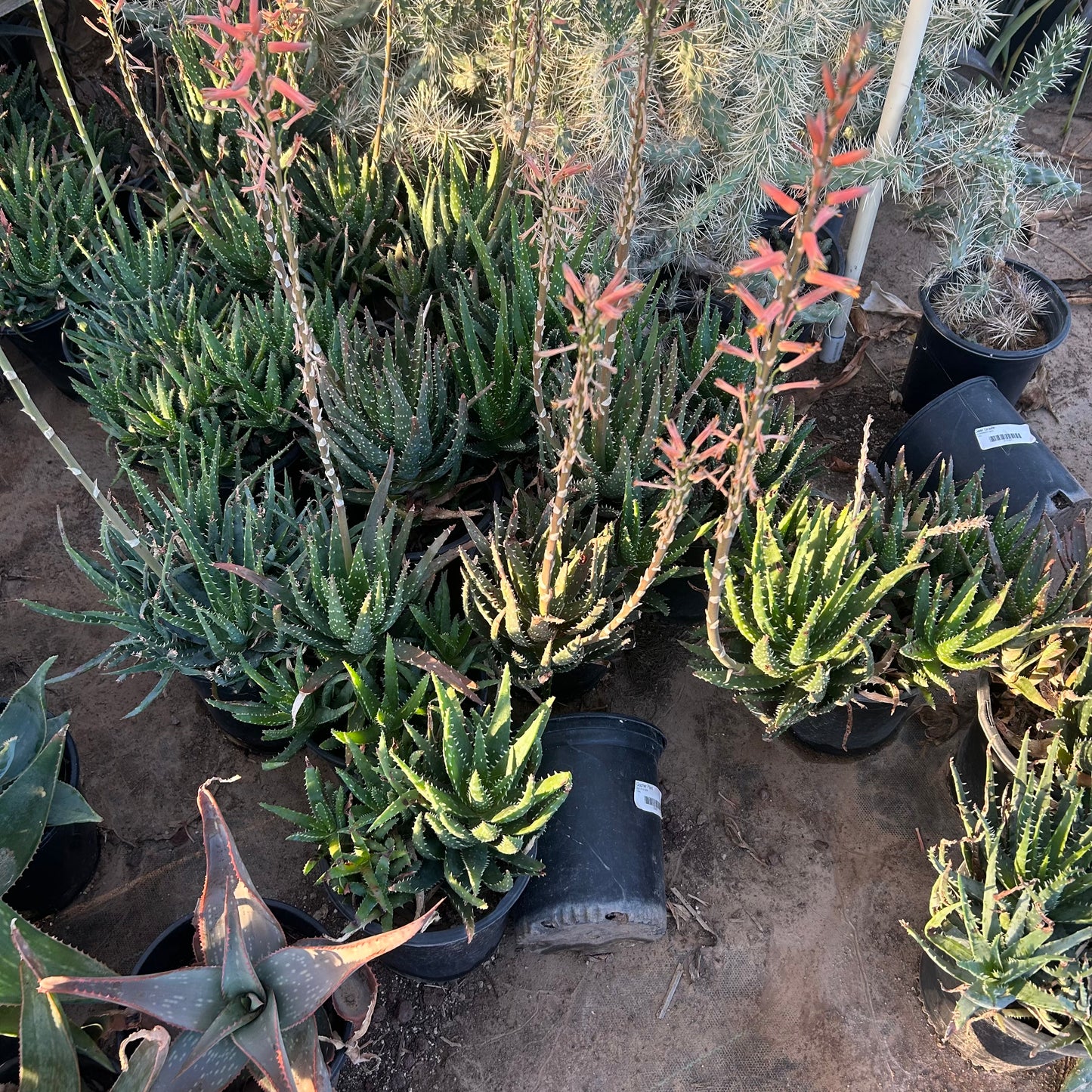 1 gallon Nobilis Hybrid Aloe (Aloe nobilis) in nursery pot — Phoenix, AZ