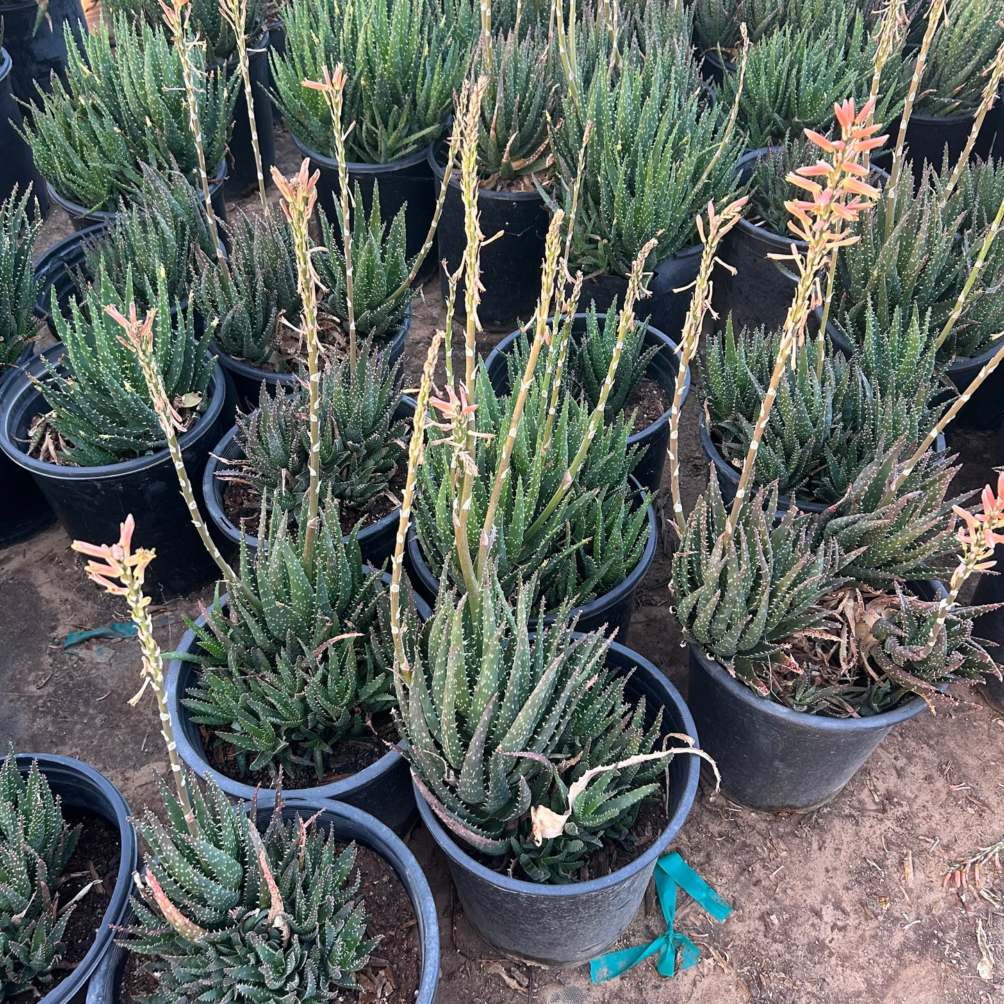 5 gallon Nobilis Hybrid Aloe (Aloe nobilis) in nursery pot — Phoenix, AZ