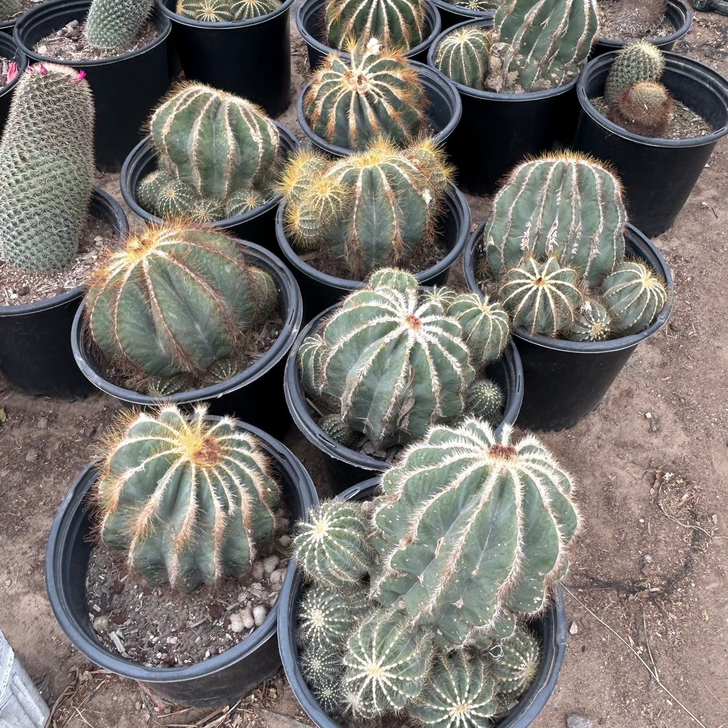 5 gallon Balloon Cactus (Parodia magnifica) in nursery pot — Phoenix, AZ