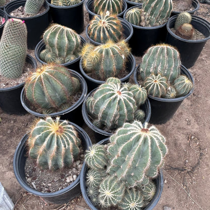 5 gallon Balloon Cactus (Parodia magnifica) in nursery pot — Phoenix, AZ