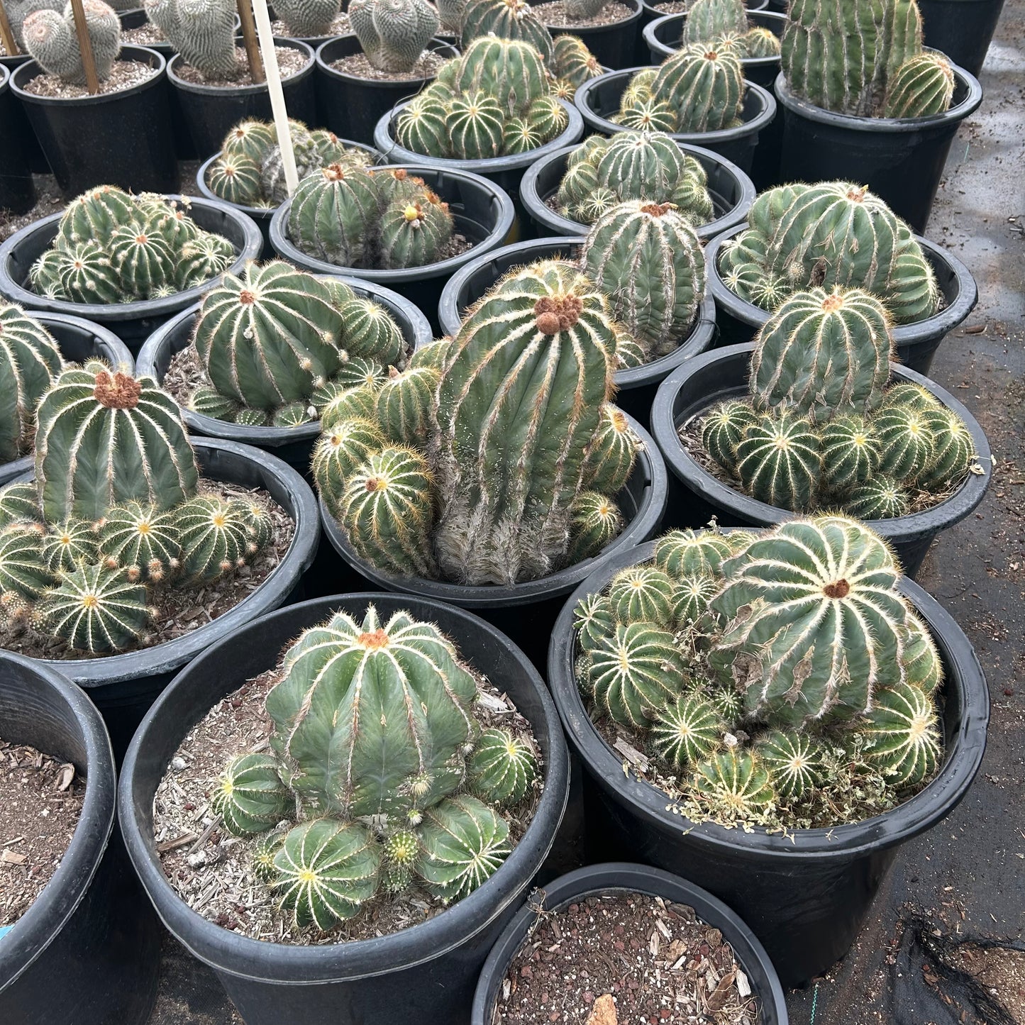 15 gallon Notocactus Magnificus (Parodia magnifica) in nursery pot — Phoenix, AZ