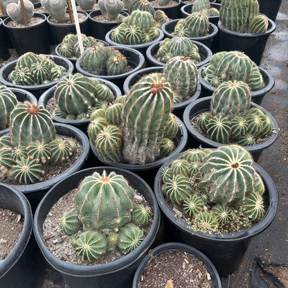 15 gallon Notocactus Magnificus (Parodia magnifica) in nursery pot — Phoenix, AZ