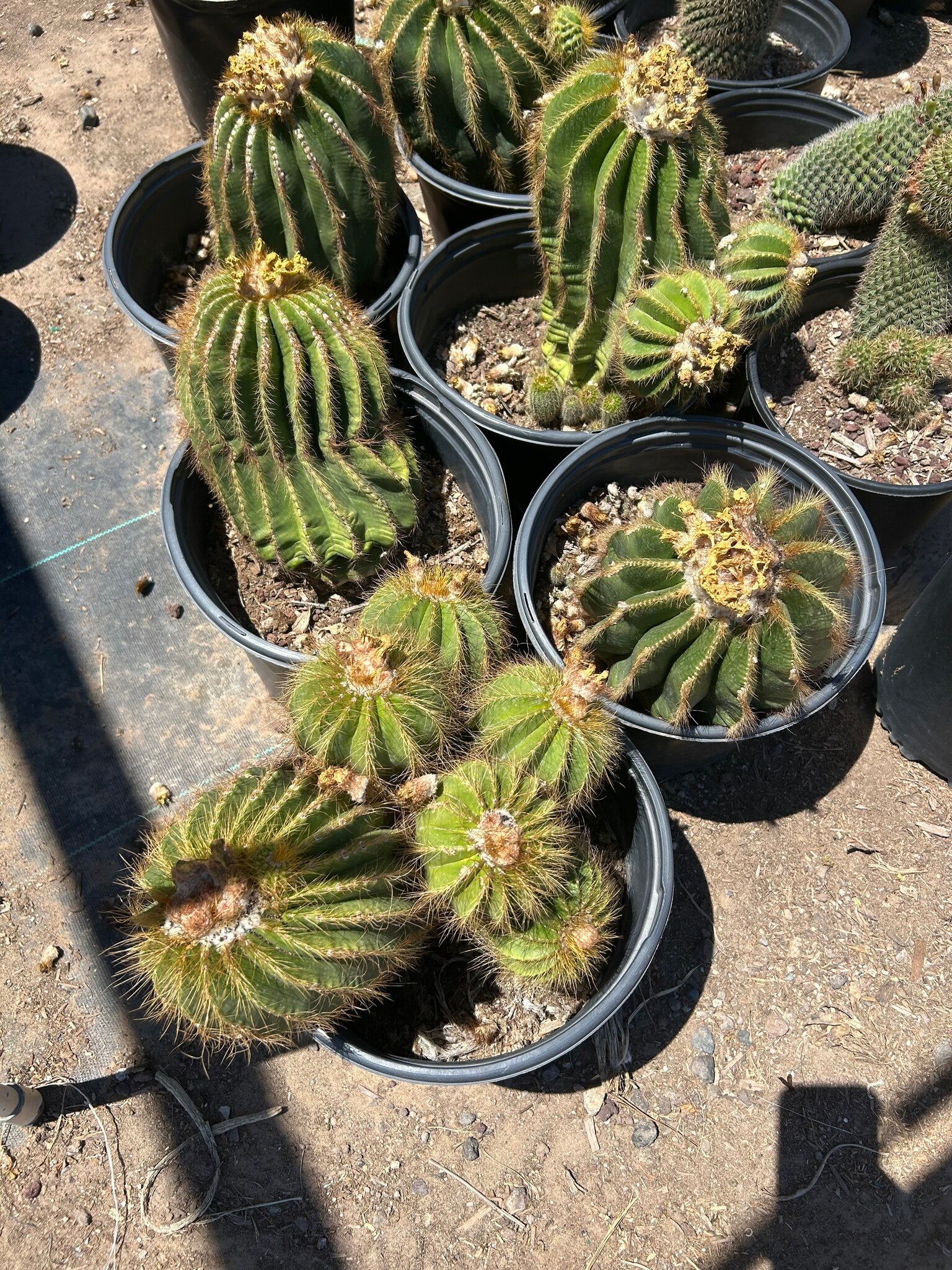Notocactus claviceps - 3/5 Gallon