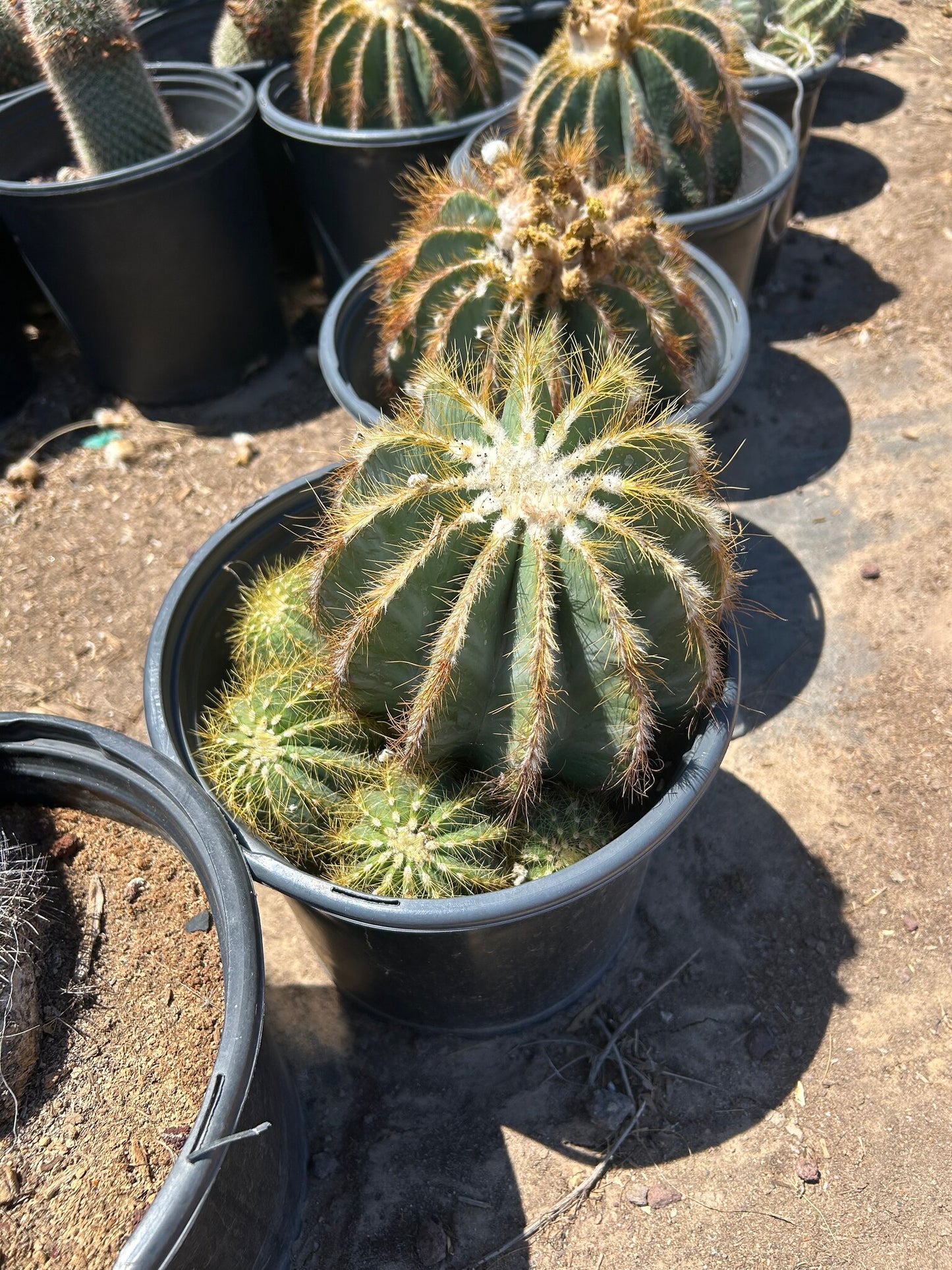 Notocactus magnificus - 3/5 Gallon