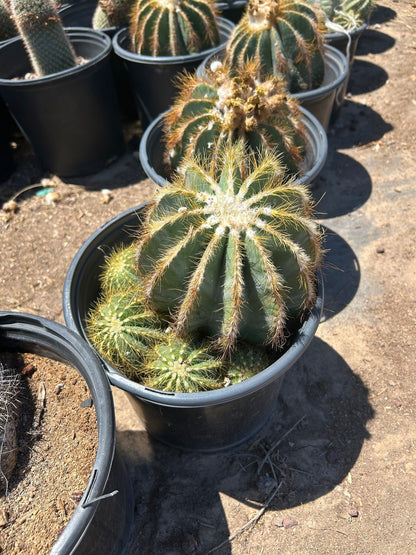 Notocactus magnificus - 3/5 Gallon