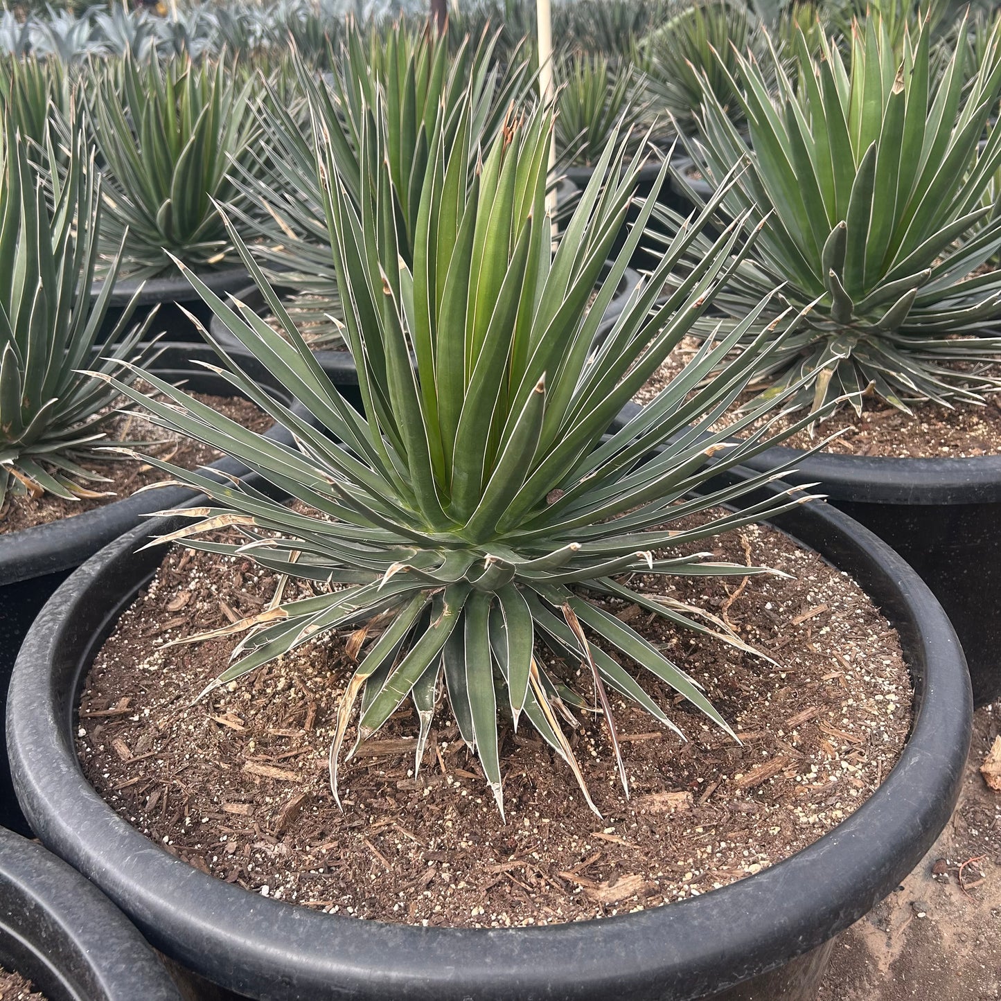 25 gallon Ocahui Agave (Agave ocahui) in nursery pot — Phoenix, AZ
