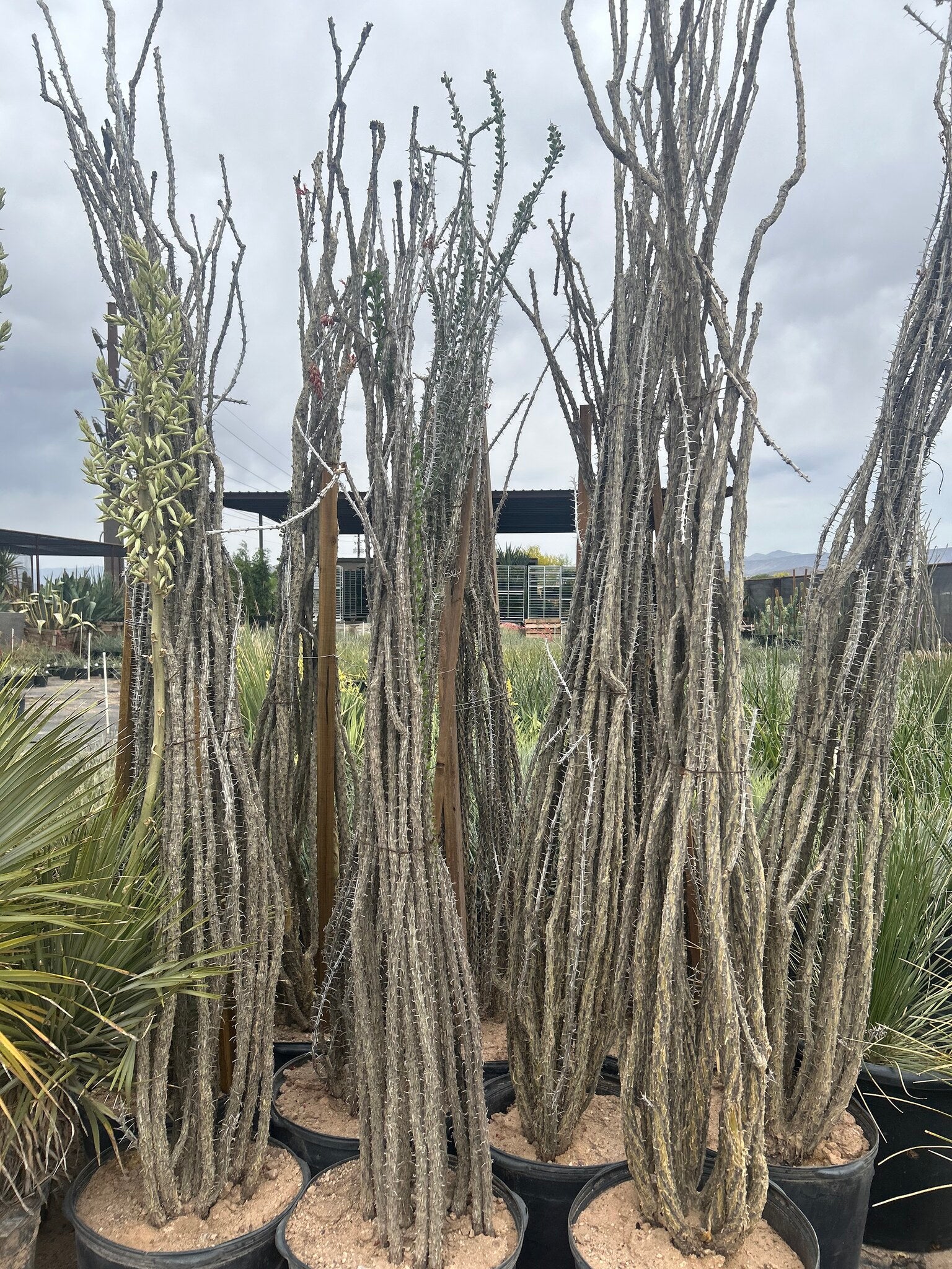 Ocotillo - 25 Gallon