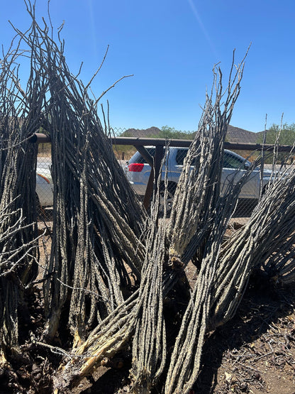 Ocotillo - Bareroot