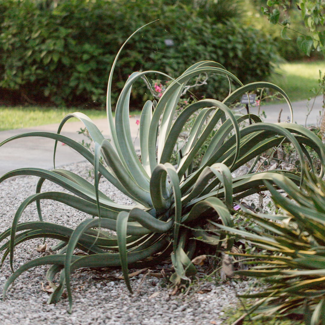 Octopus Agave