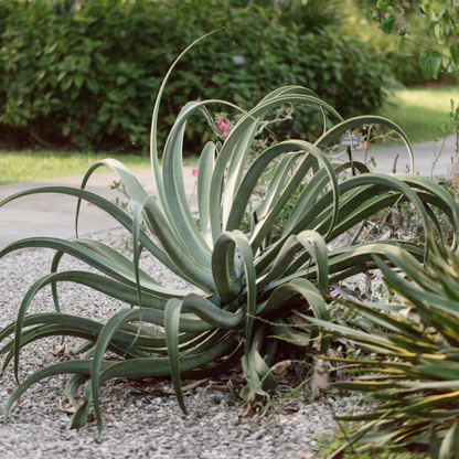 Octopus Agave (Agave vilmoriniana) with arching spineless leaves in garden — Phoenix, AZ