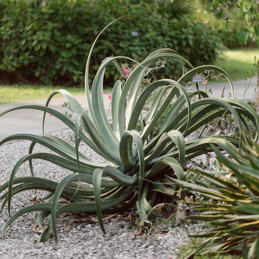 Octopus Agave