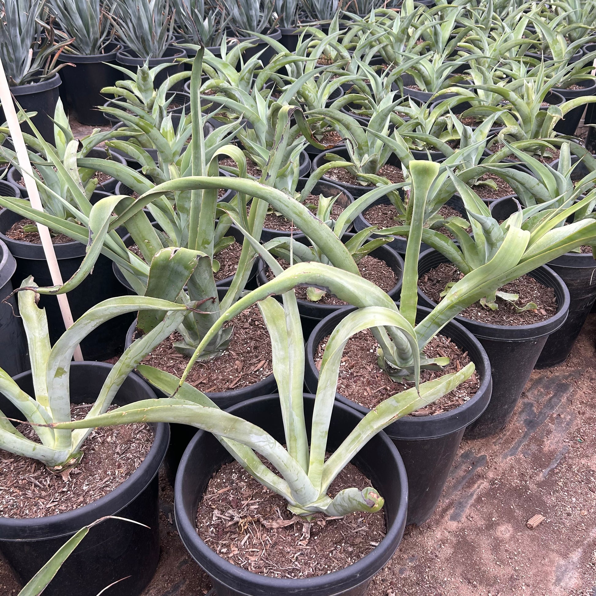 15 gallon Octopus Agave (Agave vilmoriniana) in nursery pot — Phoenix, AZ