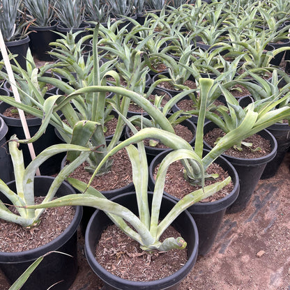 15 gallon Octopus Agave (Agave vilmoriniana) in nursery pot — Phoenix, AZ