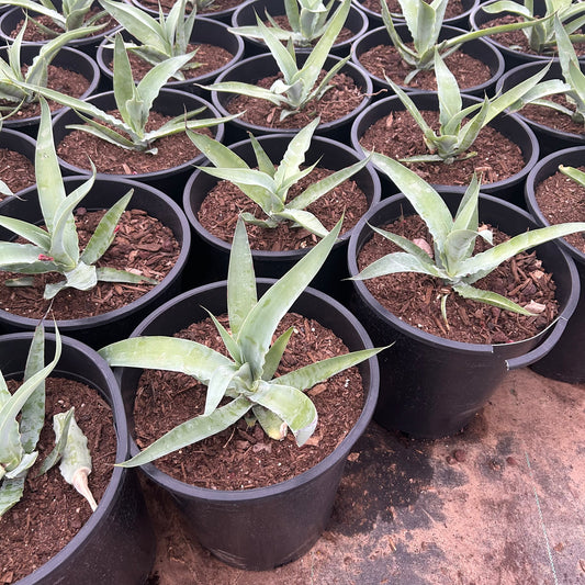 5 gallon Octopus Agave (Agave vilmoriniana) in nursery pot — Phoenix, AZ