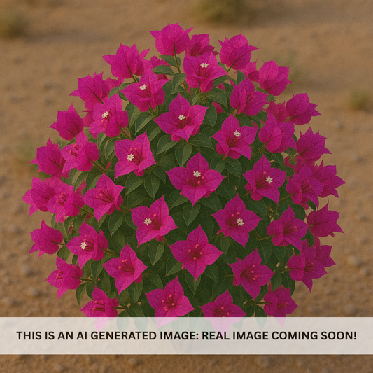 'Oh My My' Bougainvillea