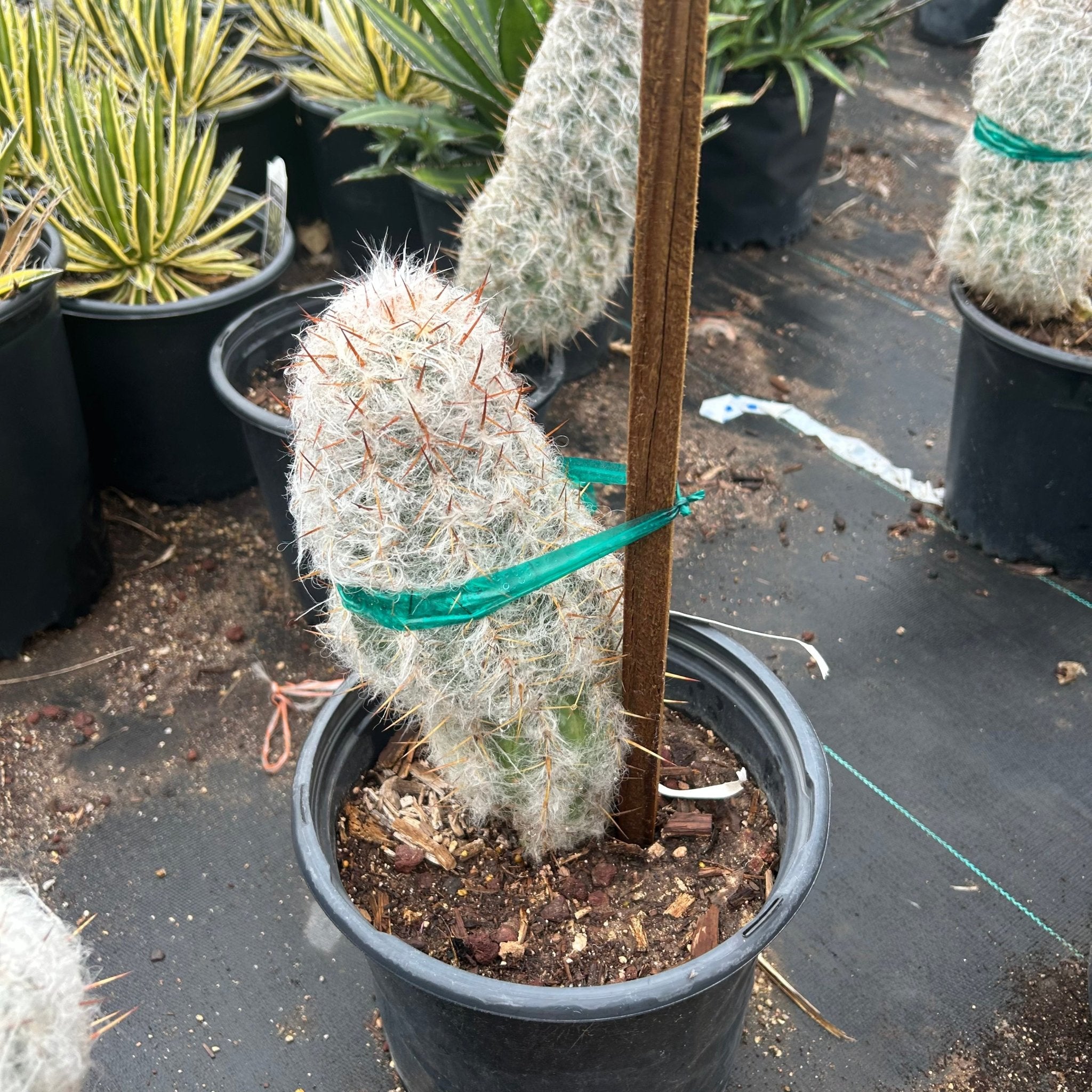 【中古】 Melodies of the Andes ApuInka Buy Old Man of the Andes Phoenix, AZ | Oreocereus | Three Timbers