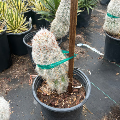 5 gallon Old Man of the Andes cactus (Oreocereus celsianus) in nursery pot — Phoenix, AZ