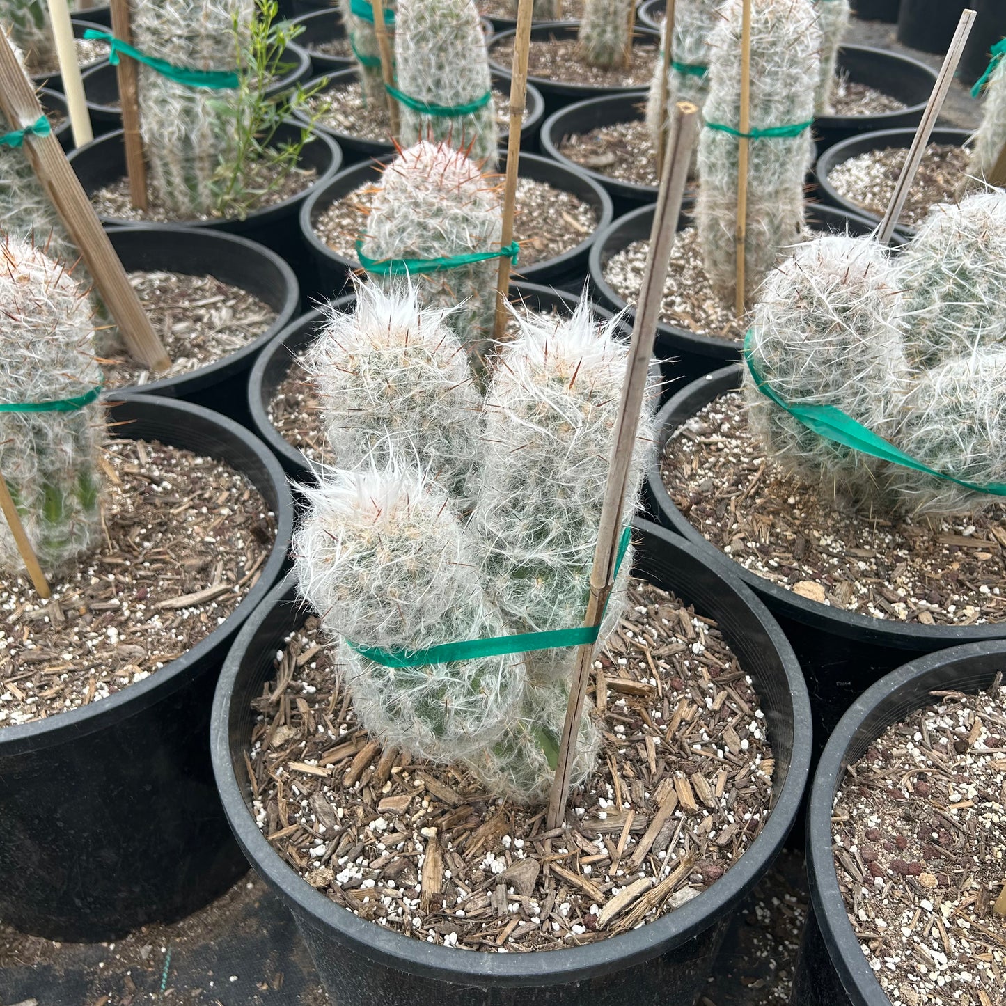 7 gallon Old Man of the Andes cactus (Oreocereus celsianus) in nursery pot — Phoenix, AZ
