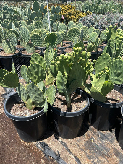 Old Mexico Prickly Pear