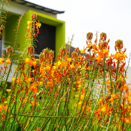 Orange Bulbine