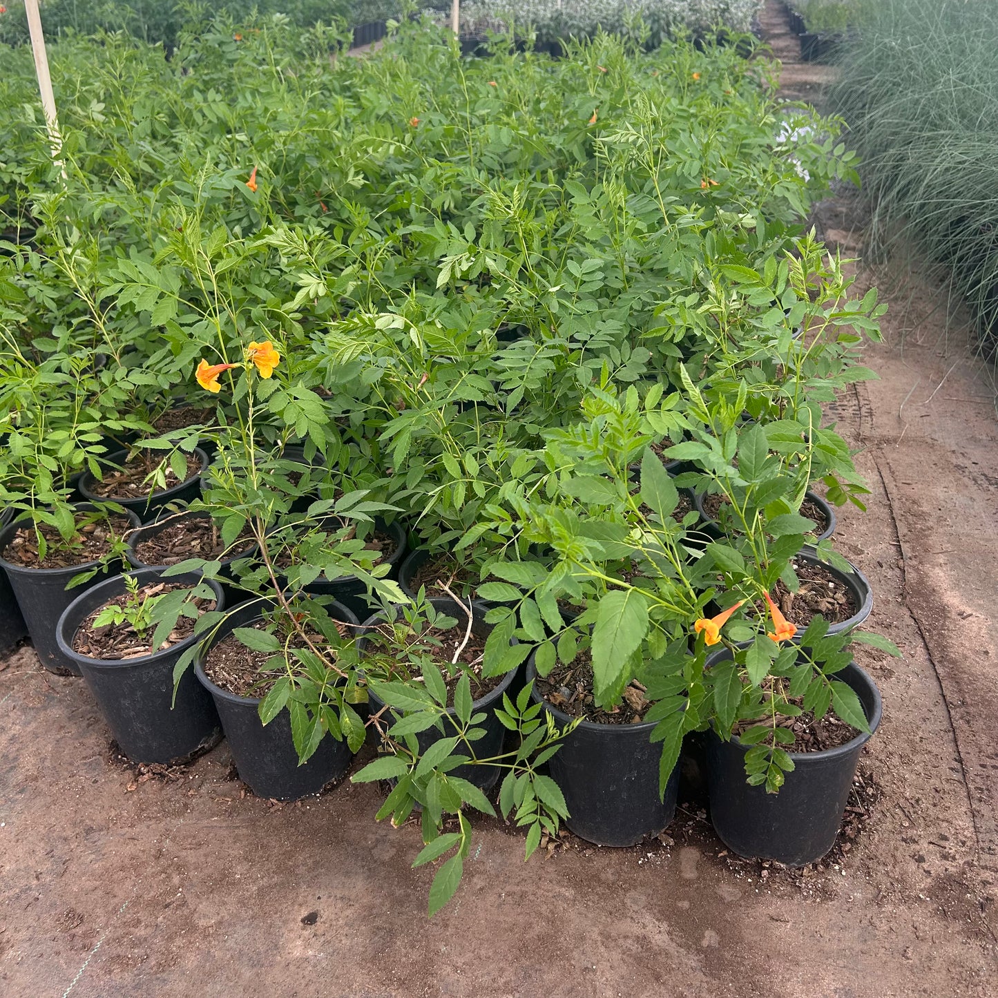 1 gallon Orange Jubilee (Tecoma x 'Orange Jubilee') in nursery pot — Phoenix, AZ