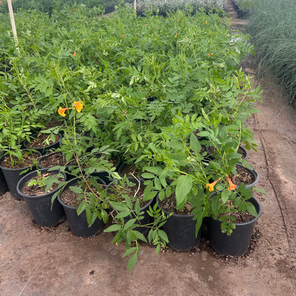 1 gallon Orange Jubilee (Tecoma x 'Orange Jubilee') in nursery pot — Phoenix, AZ