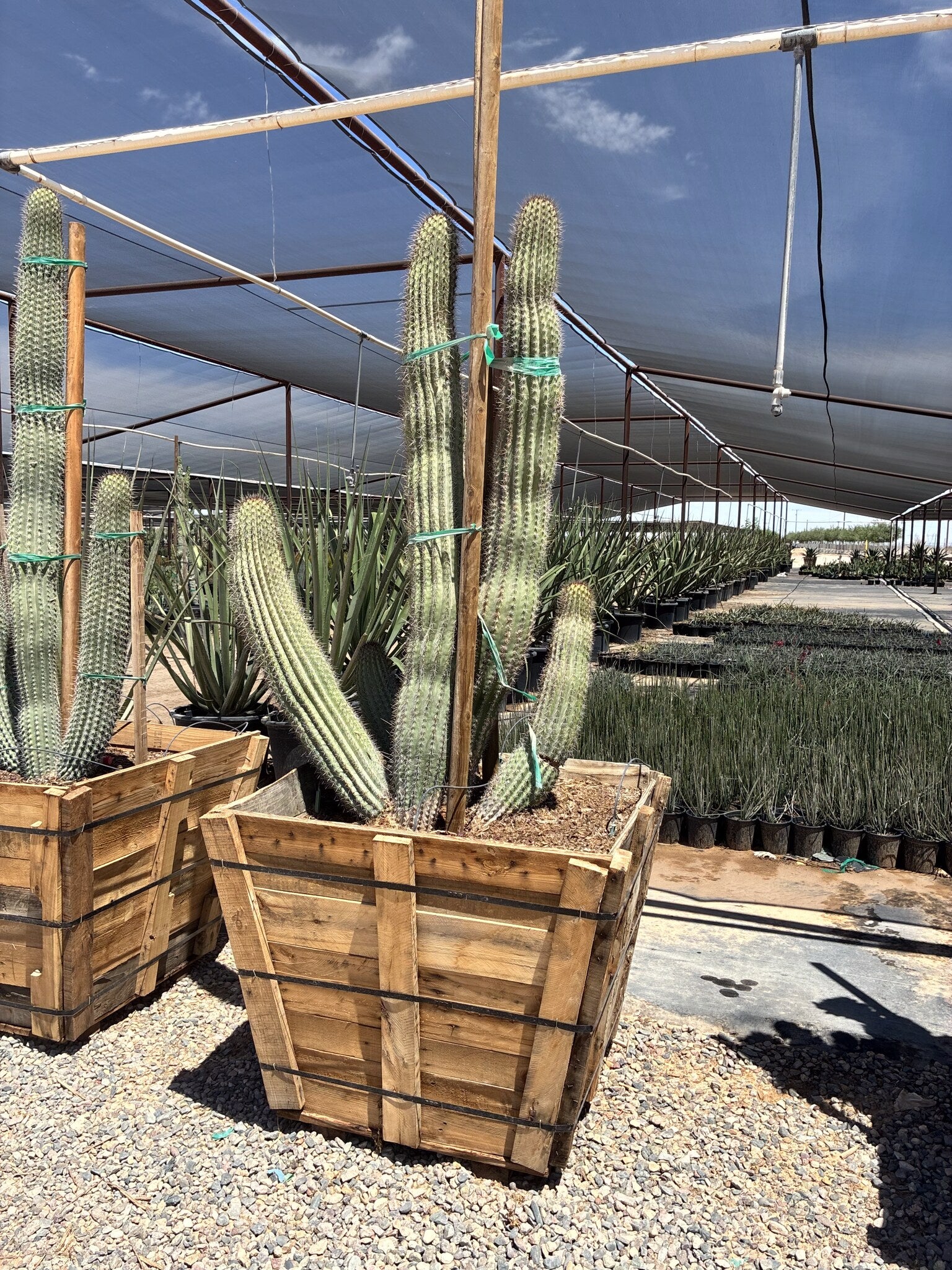 Organ Pipe 36" Box