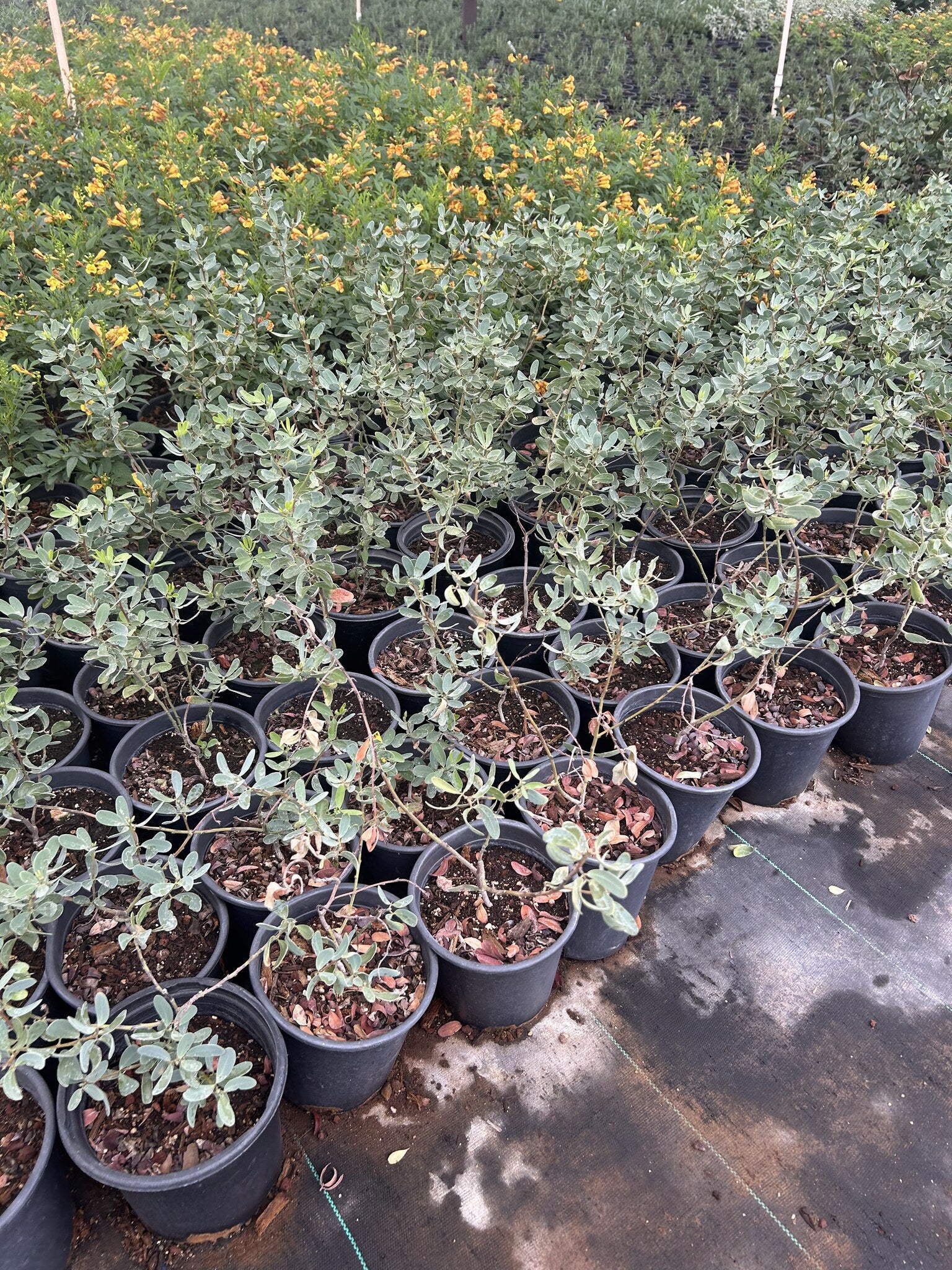 Outback Cassia - 1 Gallon