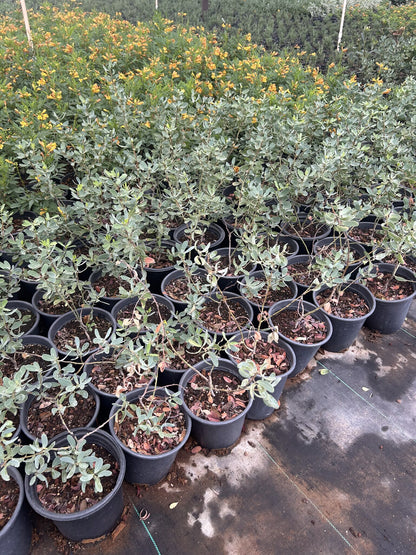 Outback Cassia - 1 Gallon