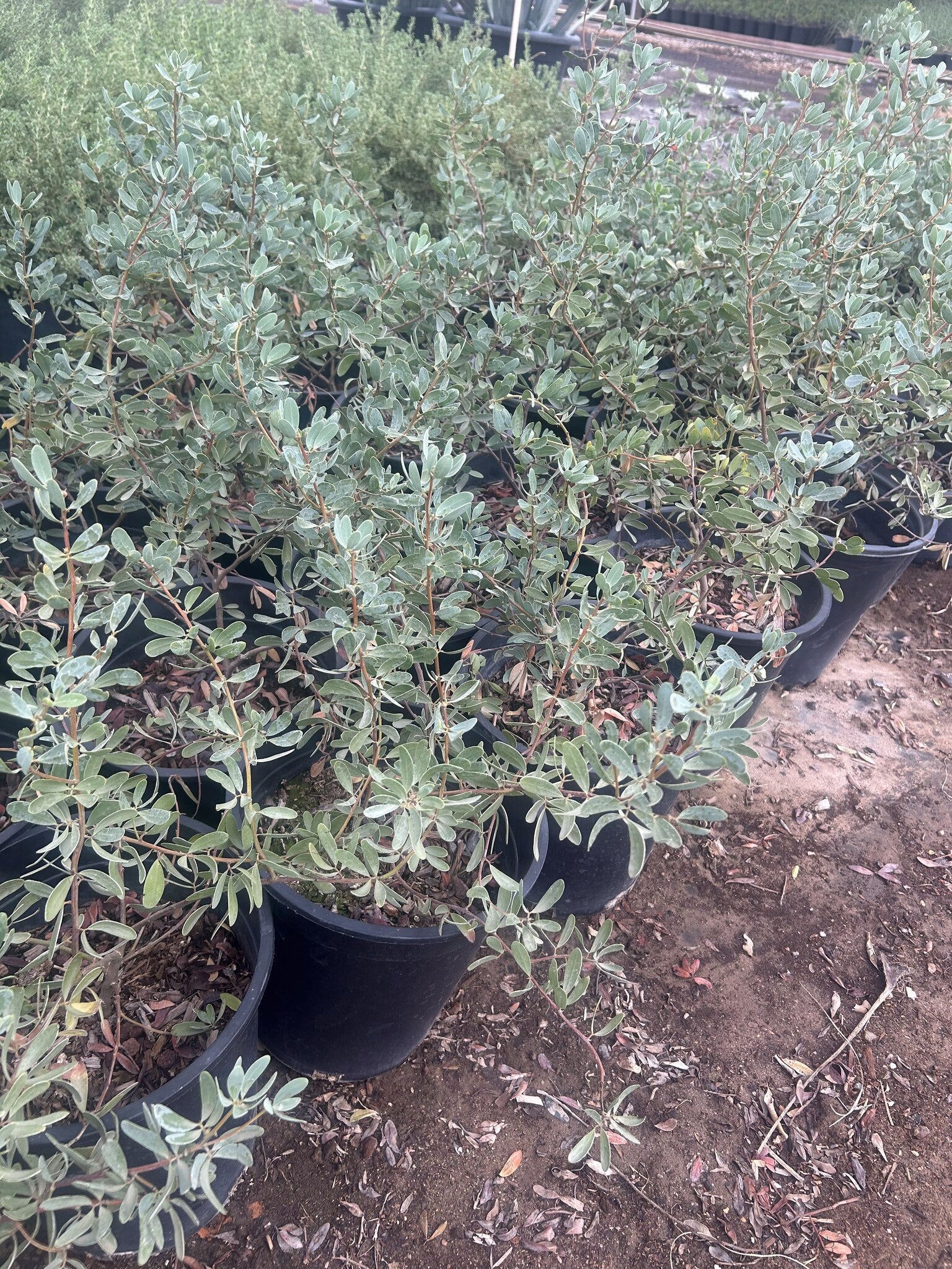 Outback Cassia - 3/5 Gallon