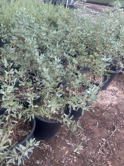 Outback Cassia - 3/5 Gallon