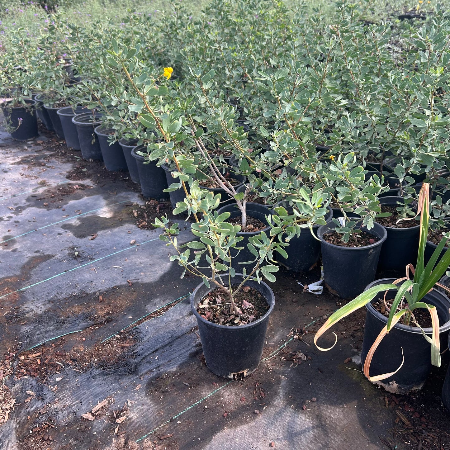 1 gallon Outback Cassia (Senna nemophila) in nursery pot — Phoenix, AZ