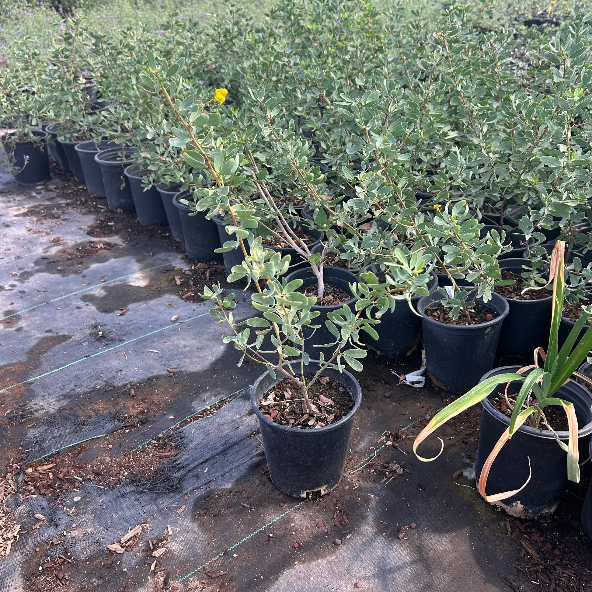 1 gallon Outback Cassia (Senna nemophila) in nursery pot — Phoenix, AZ