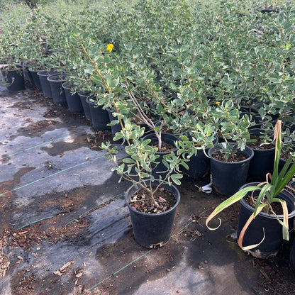 1 gallon Outback Cassia (Senna nemophila) in nursery pot — Phoenix, AZ