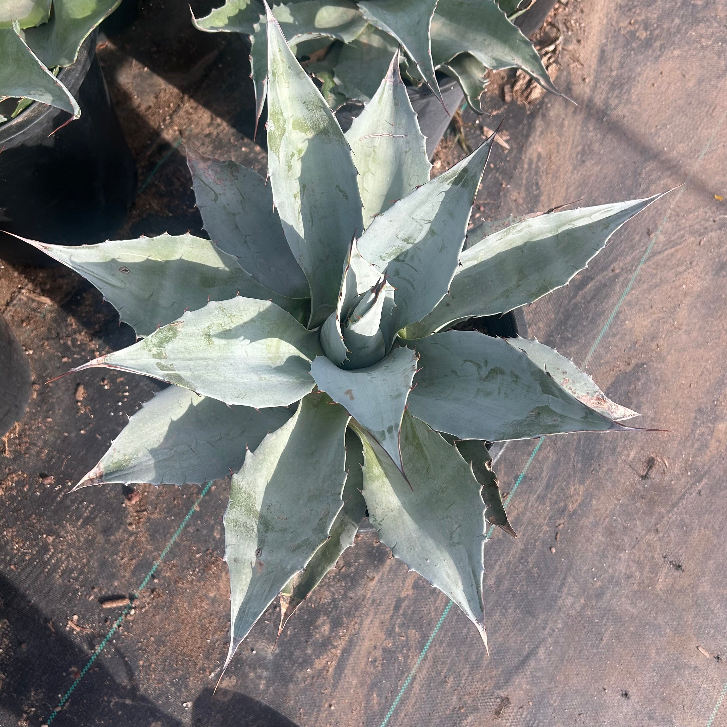 Buy Whale's Tongue Agave Phoenix | Agave ovatifolia | Three