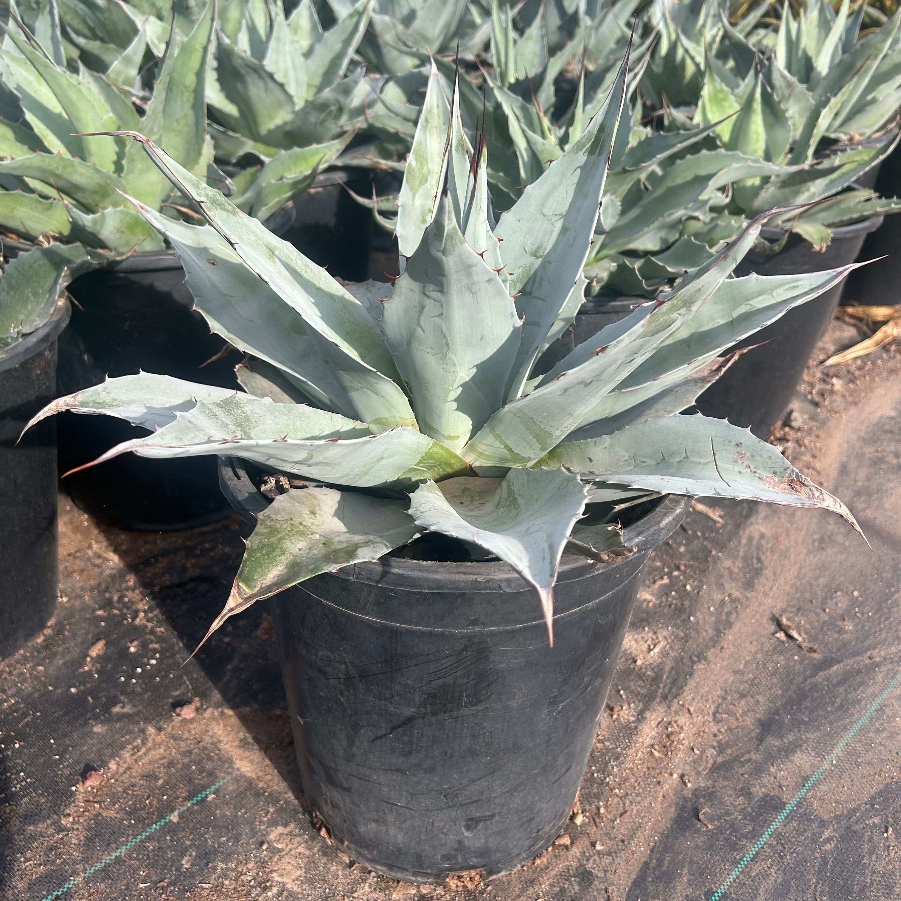 Buy Whale's Tongue Agave Phoenix | Agave ovatifolia | Three