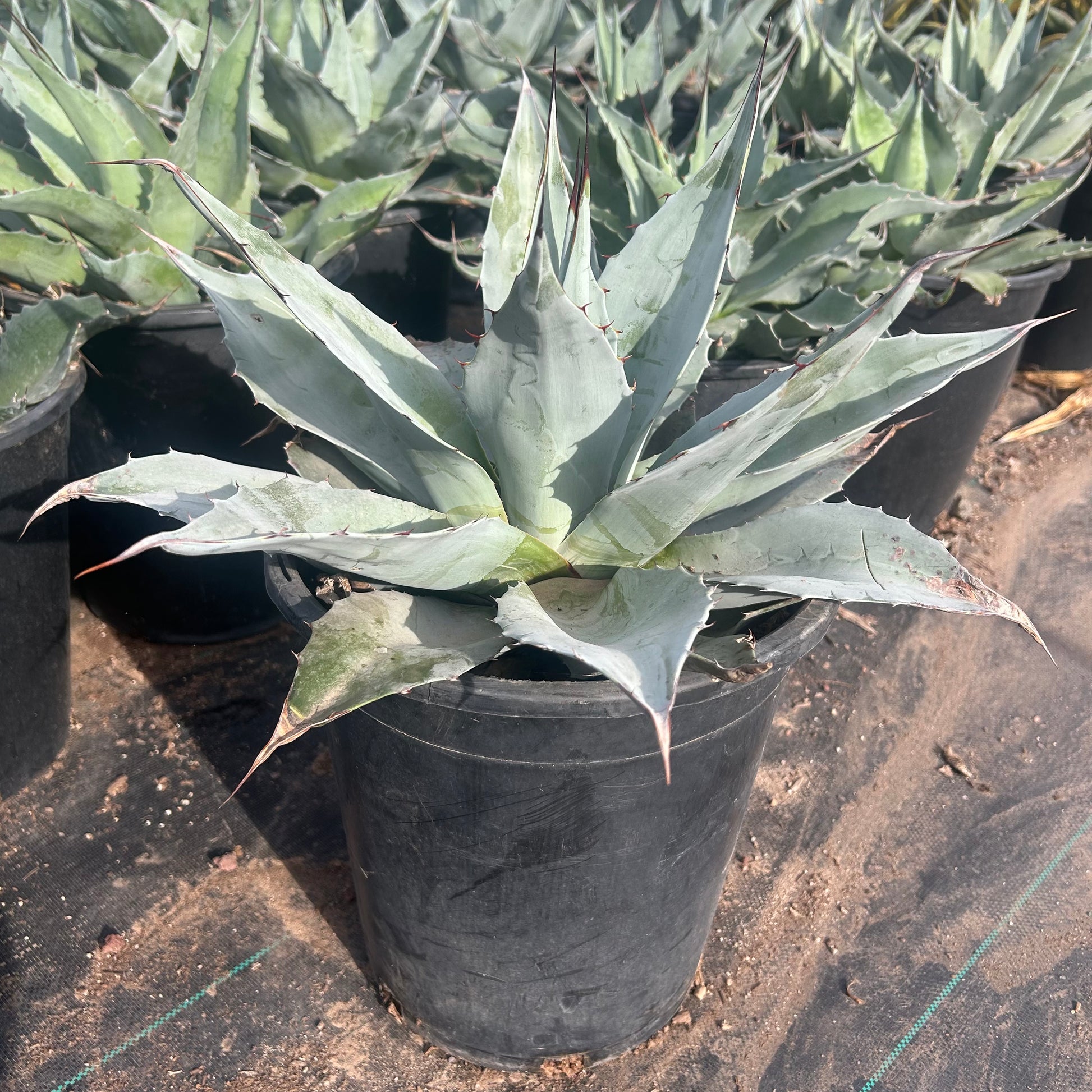 5 gallon Whale's Tongue Agave (Agave ovatifolia) in nursery pot — Phoenix, AZ