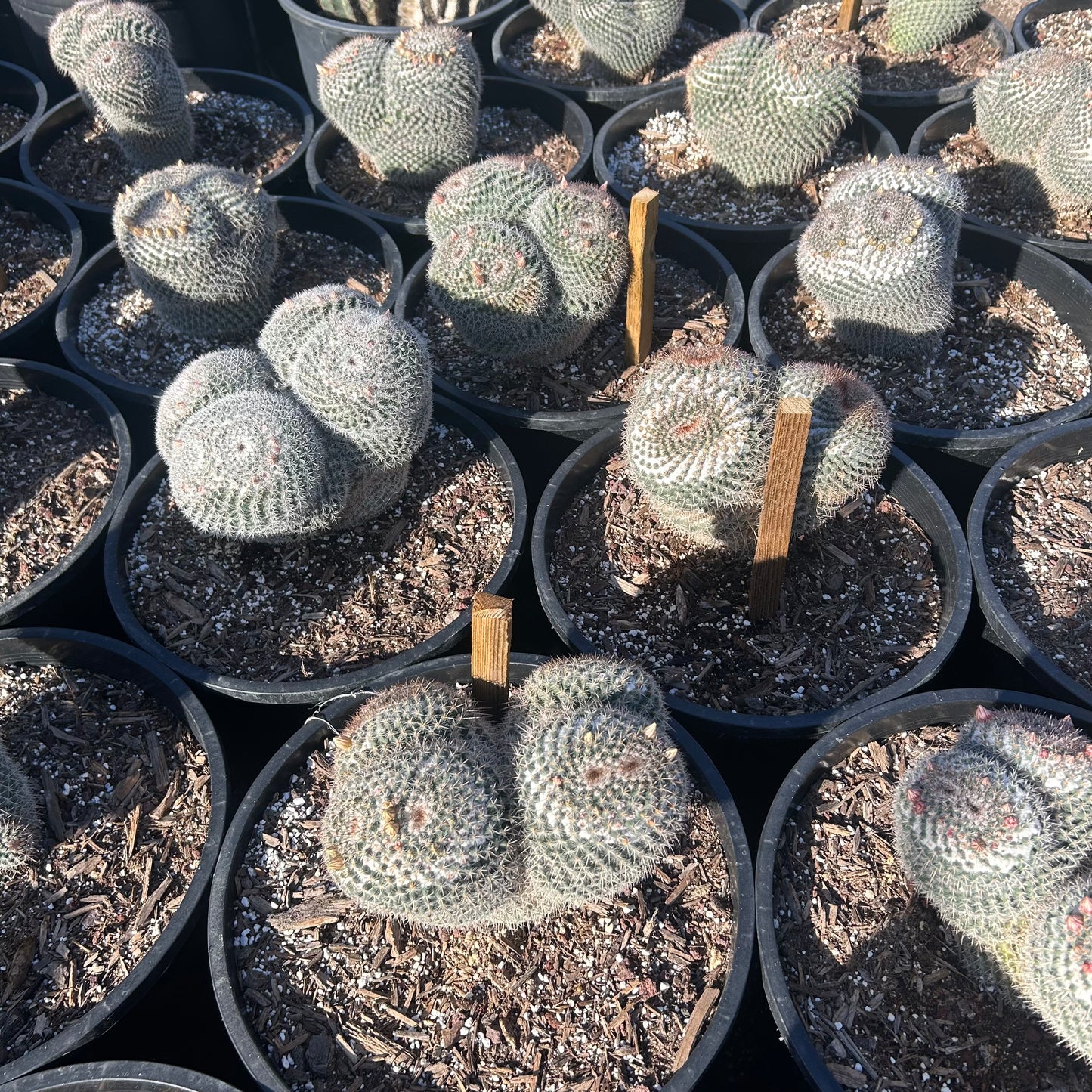 15 gallon Owl Eyes Aloe (Aloe 'Owl Eyes') in nursery pot — Phoenix, AZ