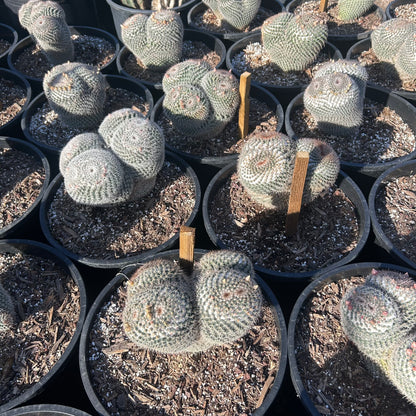 15 gallon Owl Eyes Aloe (Aloe 'Owl Eyes') in nursery pot — Phoenix, AZ