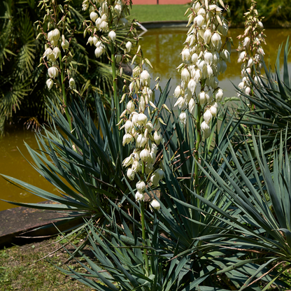 Pale Leaf Yucca