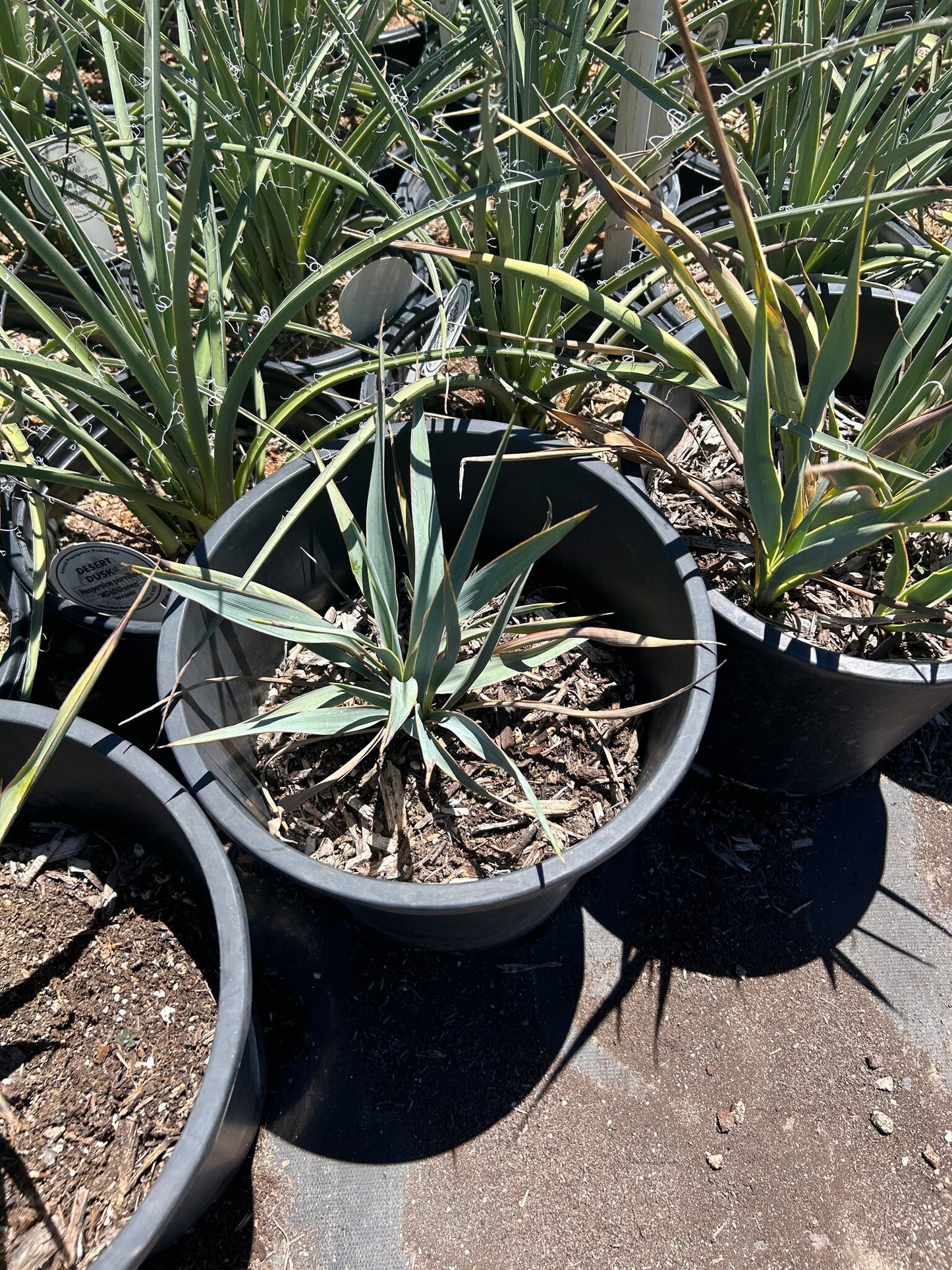 Pale Leaf Yucca