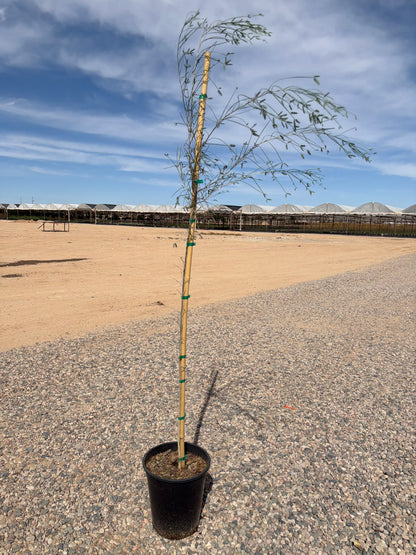 5 gallon Palo Blanco Tree (Mariosousa willardiana) in nursery pot — Phoenix, AZ
