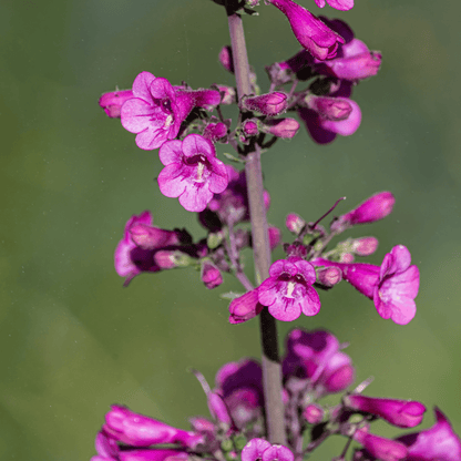 Parry's Penstemon (Penstemon parryi) magenta-pink tubular flowers on bloom stalk — Phoenix, AZ