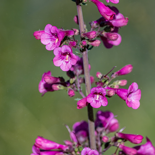 Parry's Penstemon