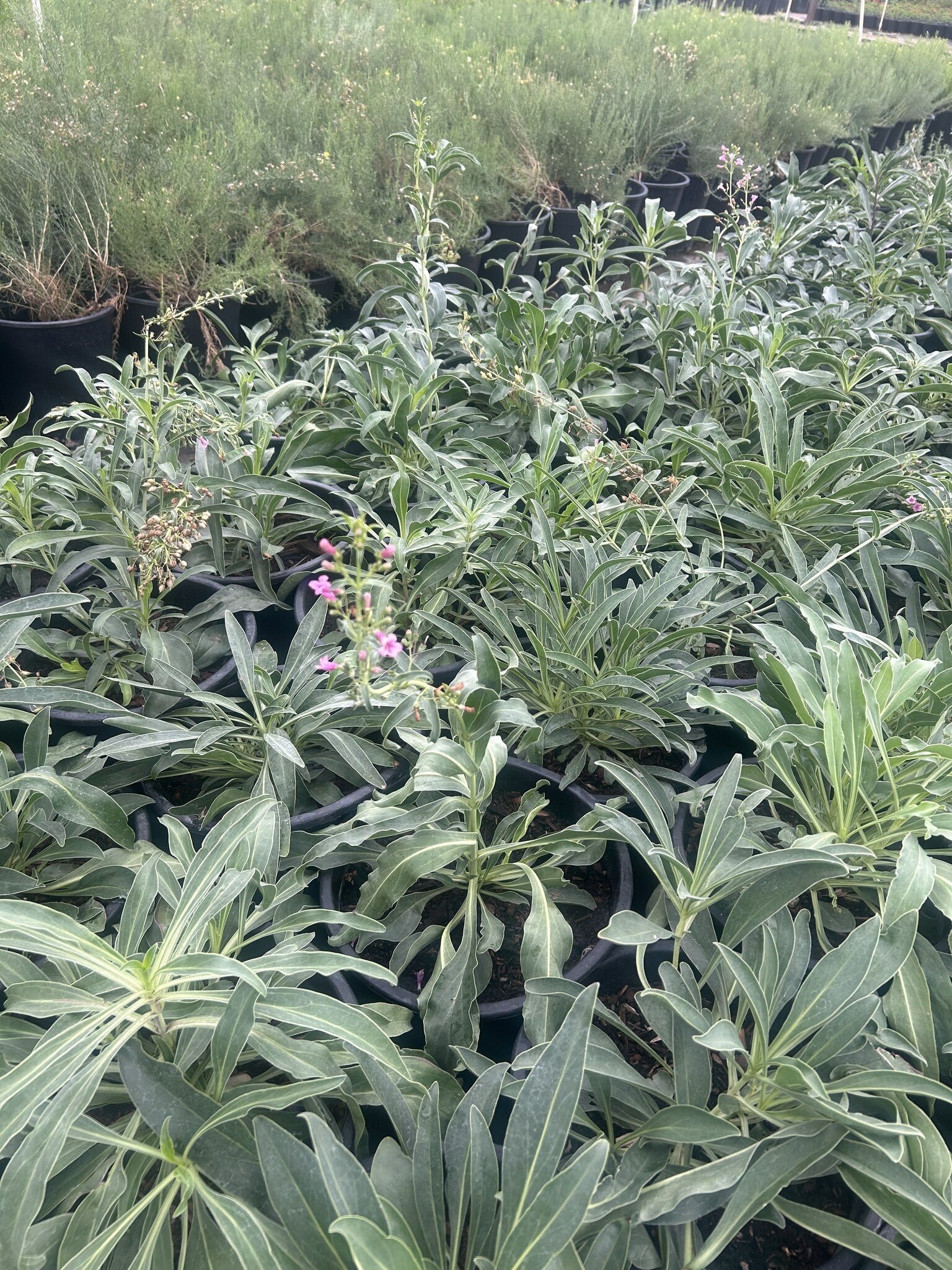 Parry's Penstemon - 3/5 Gallon